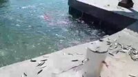 Ribuan ikan lompat ke daratan dermaga Pulau Onrust, Kepulauan Seribu. Foto: Istimewa