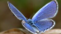 Kupu-kupu Xerces Blue (IST)