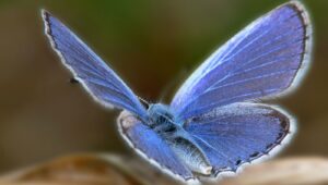Kupu-kupu Xerces Blue (IST)
