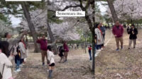 Turis diduga WNI rusak bunga sakura di Jepang (IST)